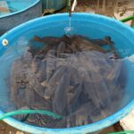 Prodej kaprů u Kauflandu