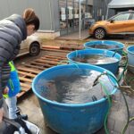 Prodej kaprů u Kauflandu