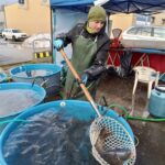 Prodej kaprů u Kauflandu