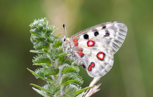 Návrat ohroženého motýla do Krkonoš se komplikuje
