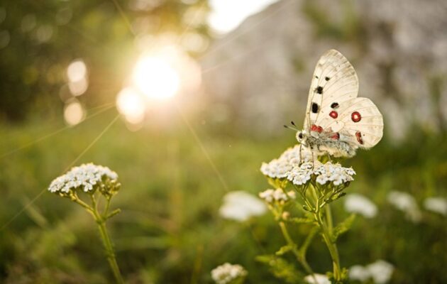 Do Krkonoš se po 100 letech vrací ohrožený motýl jasoň červenooký