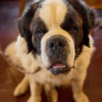 Křest knihy Bohouš z Luční boudy 3