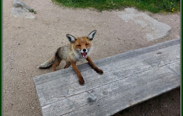 Lišky v Krkonoších aneb Rizika a důsledky krmení volně žijících zvířat