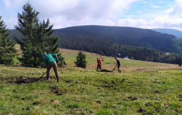 V Krkonoších budou i letos pečovat o stovky hektarů luk, jinak by zarostly