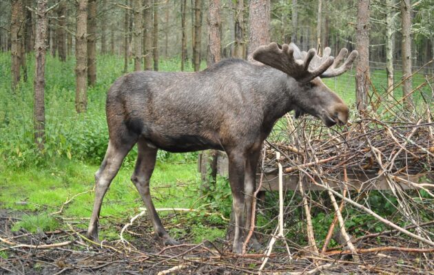V české části Krkonoš se po desítkách let objevil los evropský