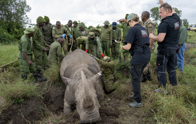 Vědci vytvořili další embrya ohrožených nosorožců, vybrali náhradní matky