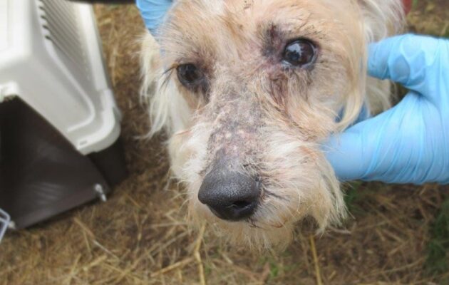 Veterináři našli v chovu v Borovničce přes 200 týraných zvířat