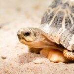 Želvy pavoukovité v ZOO ve Dvoře Králové nad Labem