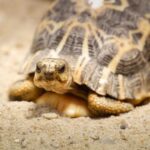 Želvy pavoukovité v ZOO ve Dvoře Králové nad Labem