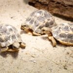 Želvy pavoukovité v ZOO ve Dvoře Králové nad Labem