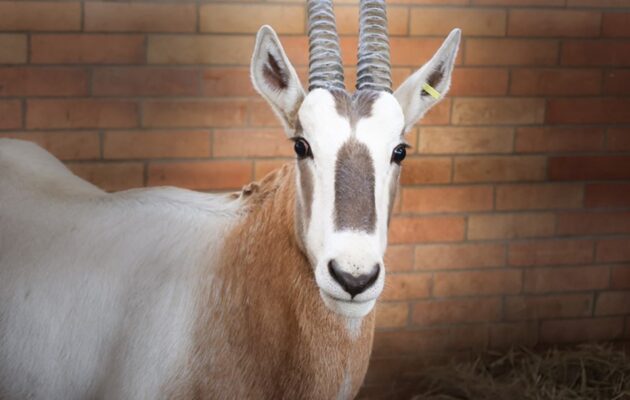 Safari Park ve Dvoře poslal zpět do Afriky na 100 nosorožců, buvolů a antilop