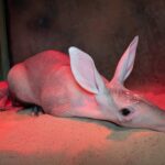 V Safari ve Dvoře Králové nad Labem se narodilo mládě hrabáče kapského