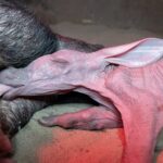 V Safari ve Dvoře Králové nad Labem se narodilo mládě hrabáče kapského