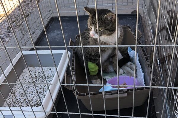 Co s opuštěnými a toulavými kočkami?