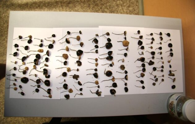 Oslava padesátin jízdou v mustangu. Muž bez řidičáku naboural auto i značku