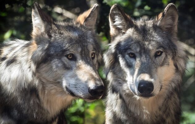Kraj vydal výjimku na lov problémových vlků, nejde o okamžitý odstřel