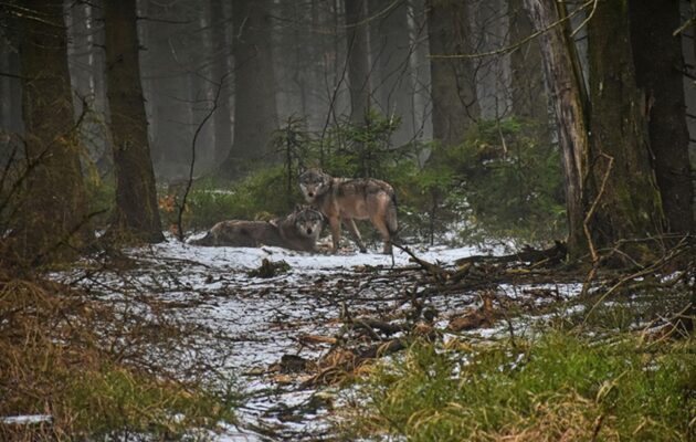 Zoologové Správy KRNAP ověřují četnější pozorování vlků v Krkonoších