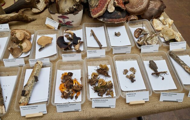 Výstava hub v Trutnově