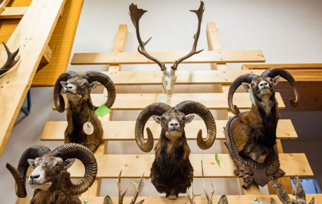 FOTO: Jubilejní 60. ročník přehlídky ukazuje na Lesárně přes 900 trofejí