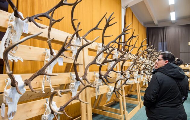 Výstava trofejí lesa