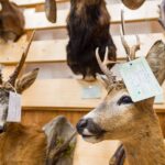 Výstava trofejí lesa