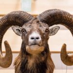 Výstava trofejí lesa