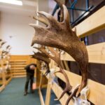 Výstava trofejí lesa