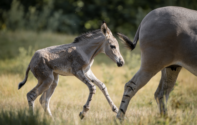 V zoo se narodilo mládě vyhynutím ohroženého osla somálského