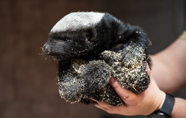 Zoo Dvůr Králové potřetí v historii odchovala medojeda kapského