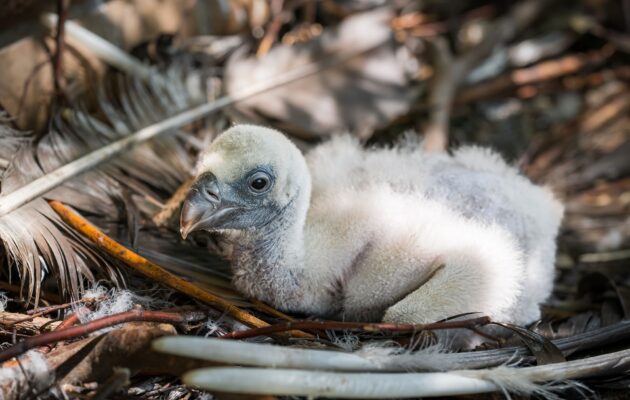 Ve dvorské zoo se poprvé v historii vylíhli supi