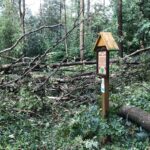 Poničené stromy v městském parku