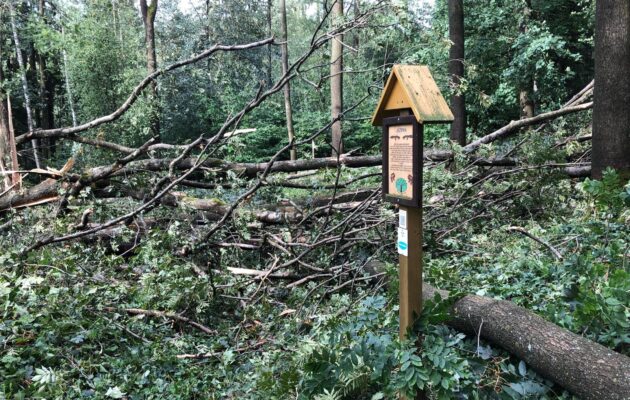 FOTO: Víkendové řádění silného větru poničilo mnoho stromů v městském parku