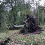 Poničené stromy v městském parku