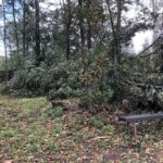 Poničené stromy v městském parku