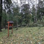 Poničené stromy v městském parku