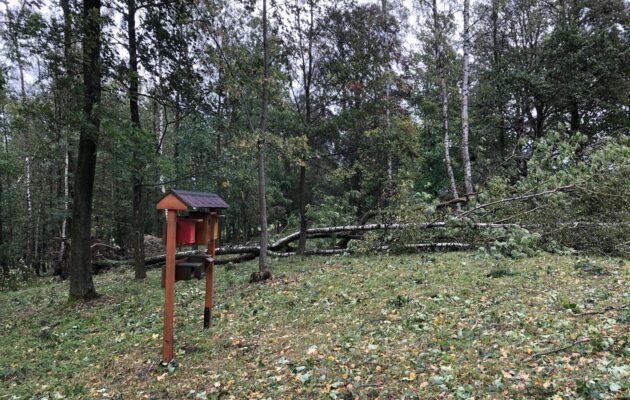 Poničené stromy v městském parku