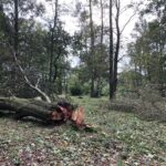 Poničené stromy v městském parku