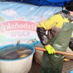 Prodej vánočních kaprů ve Vrchlabí