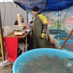 Prodej vánočních kaprů ve Vrchlabí