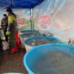 Prodej vánočních kaprů ve Vrchlabí