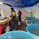 Prodej vánočních kaprů ve Vrchlabí