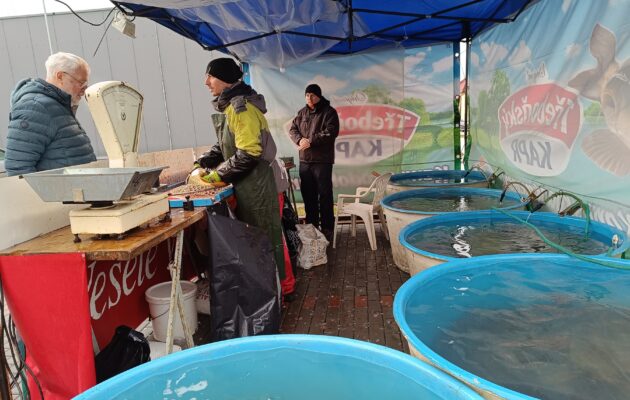 Prodej vánočních kaprů ve Vrchlabí