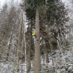 Genofond krkonošských jedlí