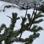 Genofond krkonošských jedlí