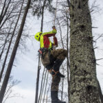 Genofond krkonošských jedlí