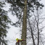 Genofond krkonošských jedlí
