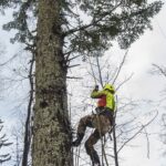 Genofond krkonošských jedlí