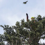 Genofond krkonošských jedlí