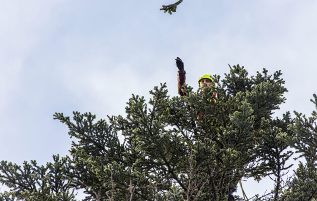 Genofond krkonošských jedlí