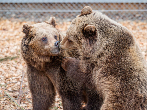 Alica a Michal se zabydlují v Krkonoších, medvědárium se otevře příští víkend